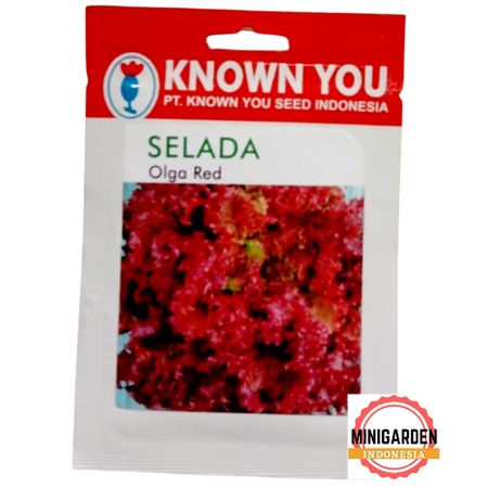 SELADA OLGA RED 5 GRAM PACK KECIL biji Benih Selada Merah red Lettuce Known You Seed bibit HIDROPONIK