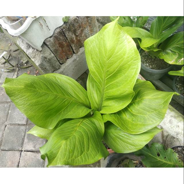 Anthurium Jemani kobra katalog