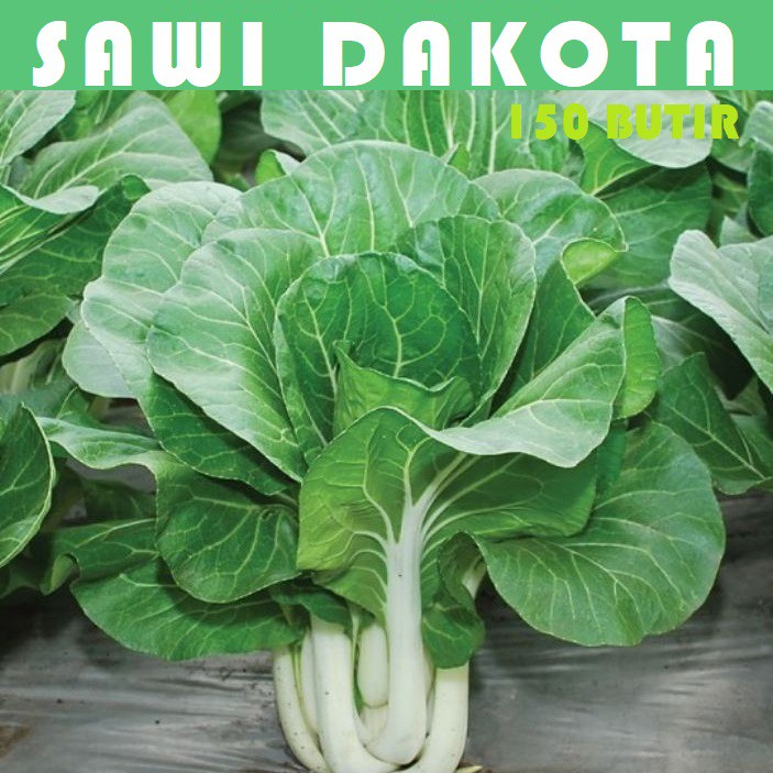 Bibit Benih Biji Pakchoy Pakchoi Green White Sawi Daging Bok choy Bokchoi Pokcoy Pokcay-Sawi Dakota 150 btr