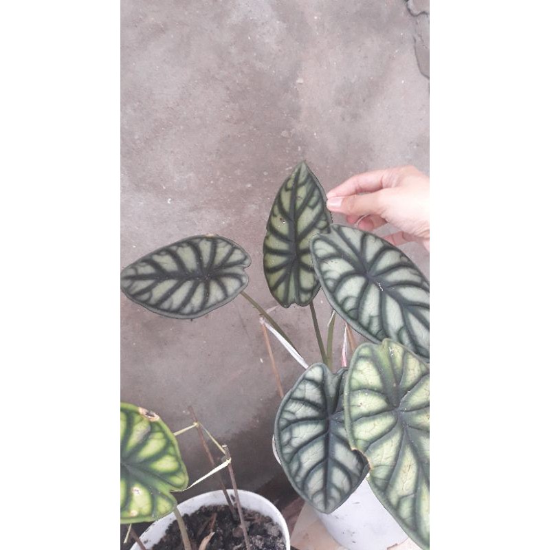 PAKETAN ANAKAN DRAGON SCALE SILVER & HIJAU CABUTAN KALIMANTAN