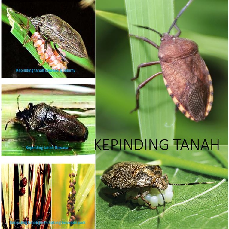 Bomber Naturo Whitefly Pembasmi Kutu Kebul Bemisia Tabaci Kutu Putih Organik