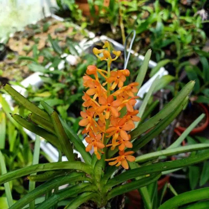 anggrek ascosentrum miniata vanda mini