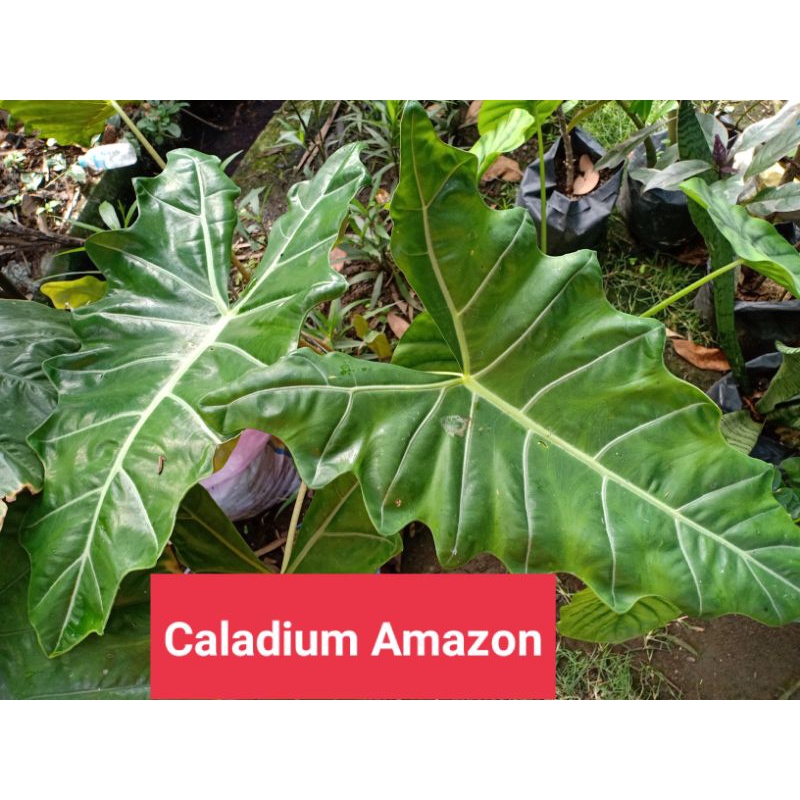 Caladium Amazon