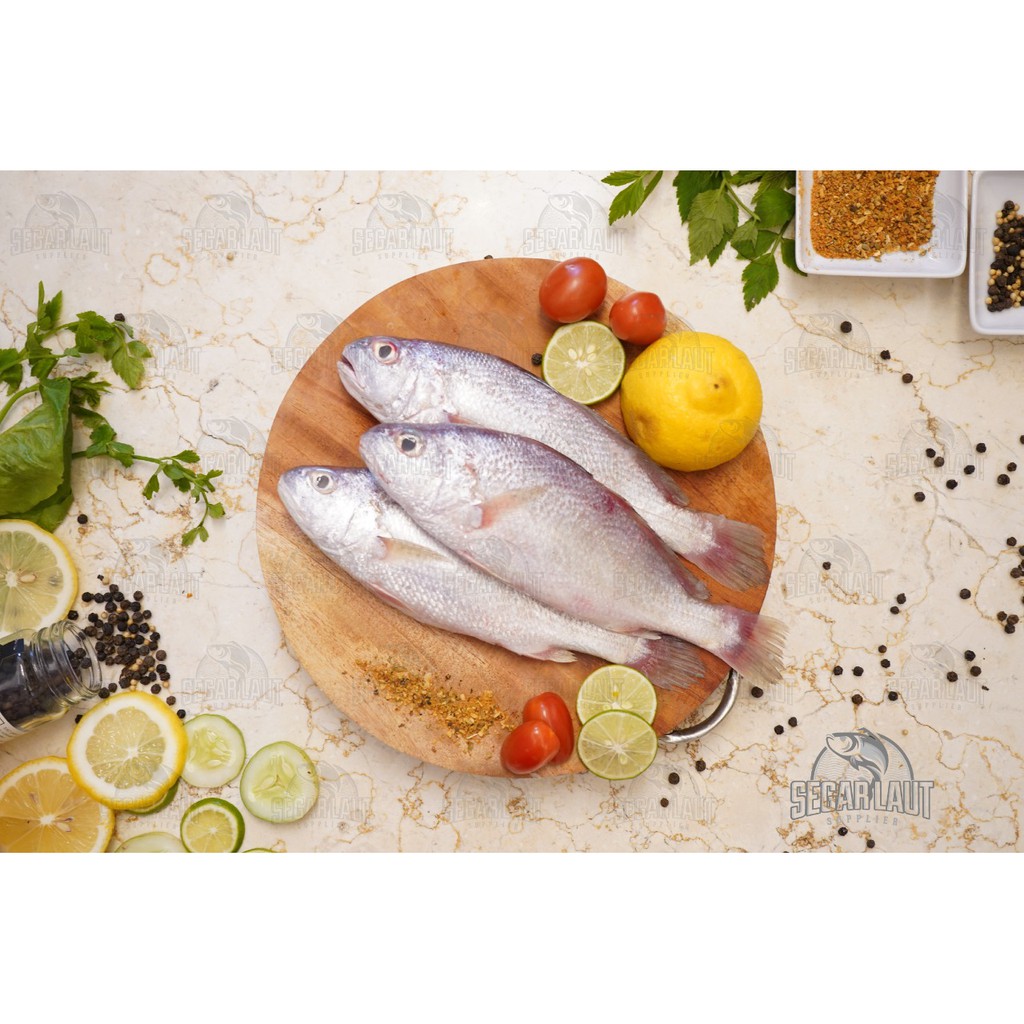 

IKAN SAMGE | SAMCHI | FRESH
