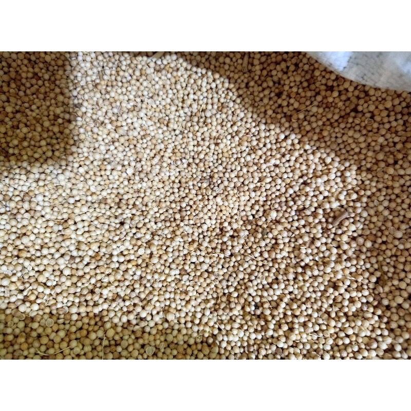 Kas kas / khus khus / kaca kace aceh / white poppy seed (1.000 gram)