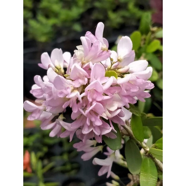 Saeng Simbur Mikro Vietnam varian baru bunga pink