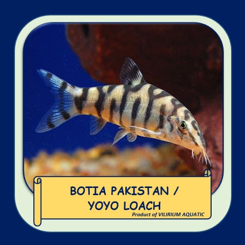IKAN HIAS AIR TAWAR - BOTIA PAKISTAN / YOYO LOACH (±4cm)
