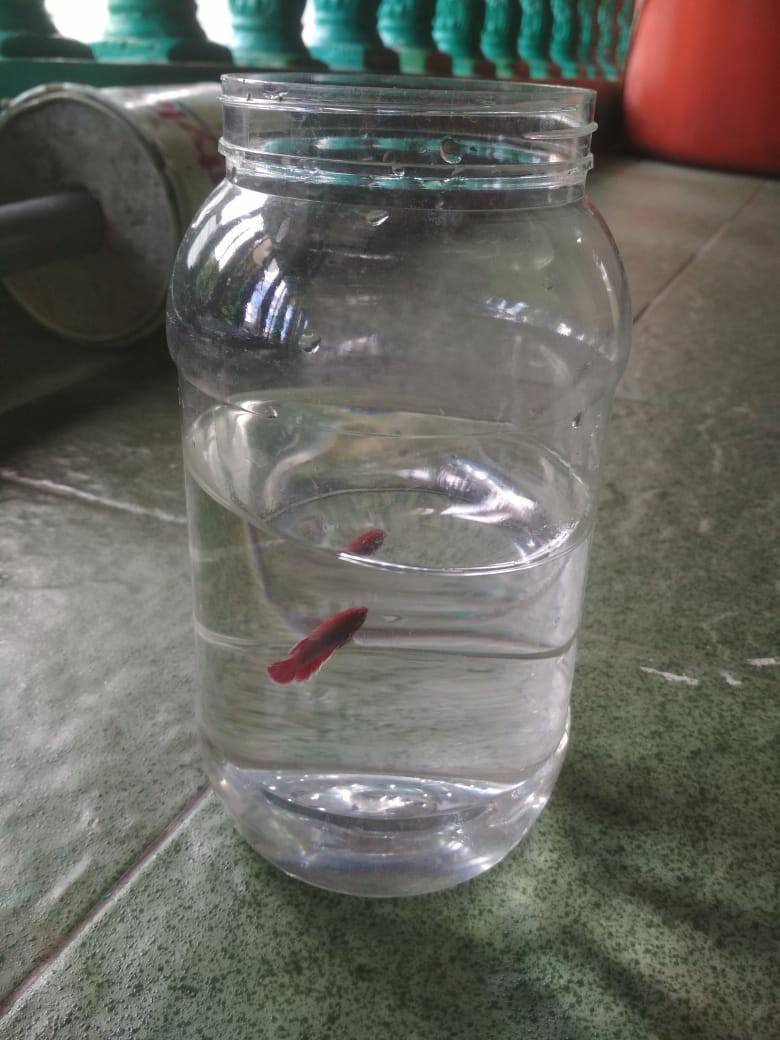 Toples Jar Plastik 2 Liter