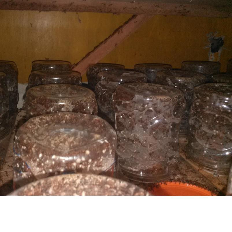 ۩ Bibit semut rangrang penghasil kroto super ✷