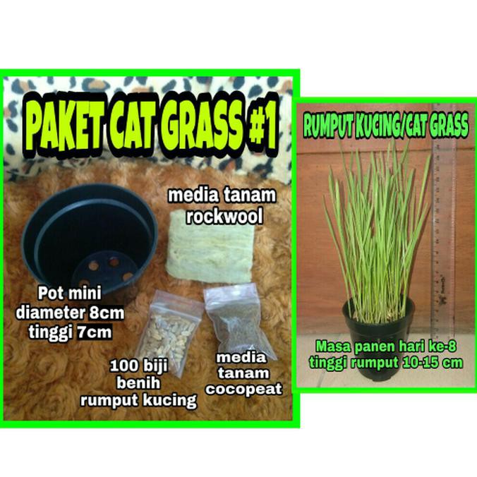 

Cat Grass #1 (Paket lengkap rumput kucing) TERUJI