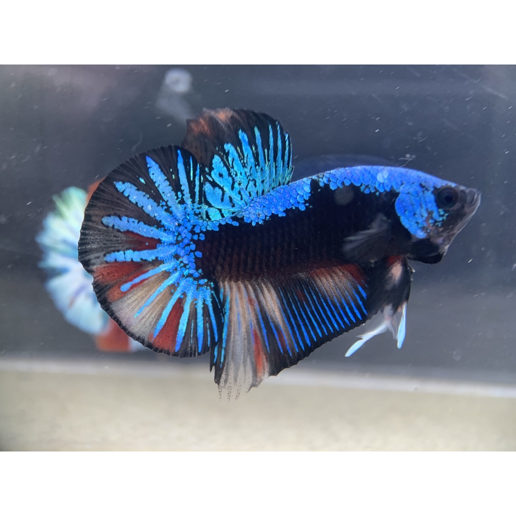 [061] CUPANG PLAKAT AVATAR GORDON NEMO MALE JANTAN