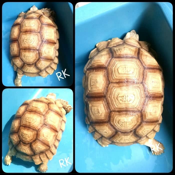 Promo Hiasan Taman Sulcata Size 18cm terbaik