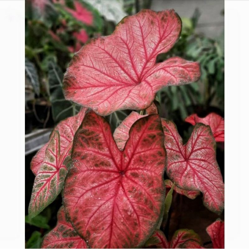 KELADI RED BONE TANAMAN HIAS