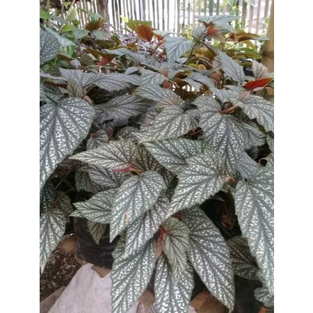 Tanaman Bunga Begonia Mutiara Tanaman Begonia Bintik Salju