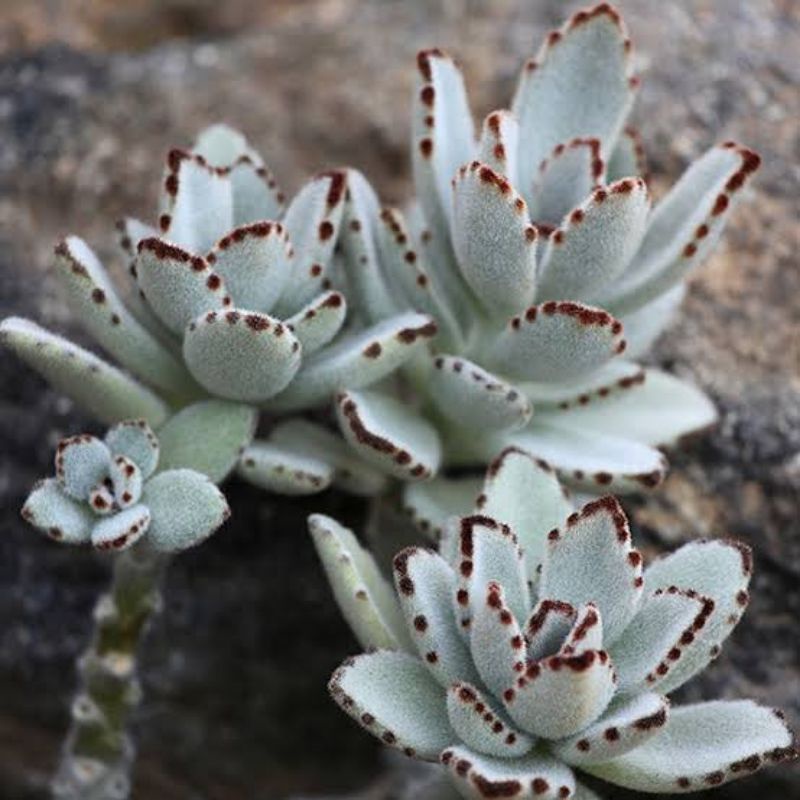 Sukulen Kalanchoe Tomentosa Panda 'Black Tie' Hybrid Daun Lonjong / Kaktus Panda / Sukulen Panda