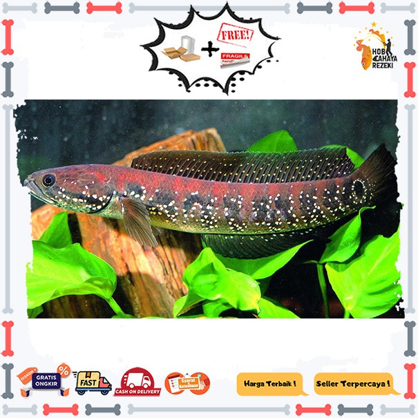 ikan channa asiatica