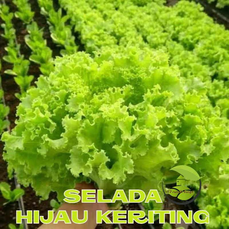 Benih Sayur Selada Bibit Selada Lettuce Benih Letuce