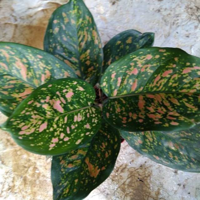 Tanaman Hias pohon Aglaonema ruby