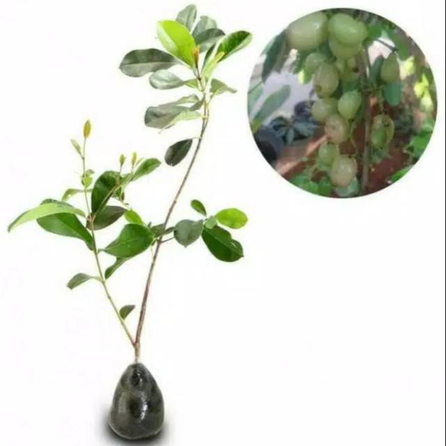 Jamblang/juwet putih