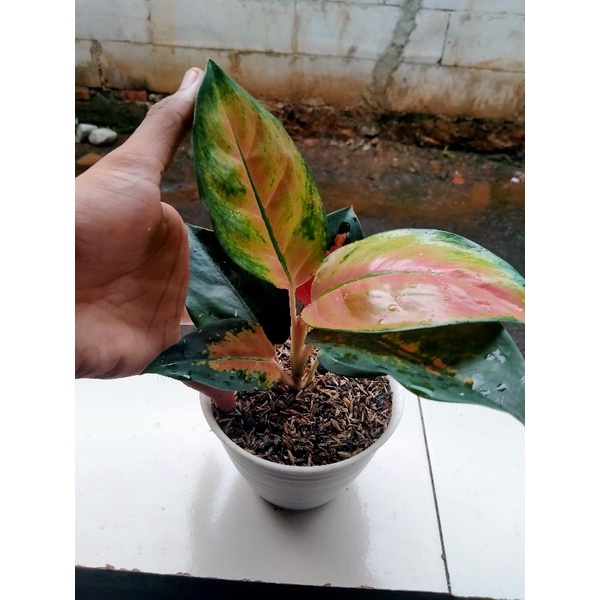 aglonema kochin tembaga monfori