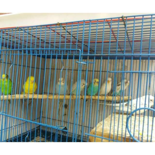 Burung Parkit Warna (Random)