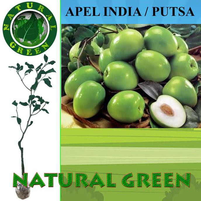 Bibit Tanaman Buah Putsa (Apel India) V0C