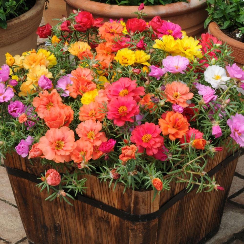 [Best Selling] 10 Seeds - Moss Rose Double Mix Haira Seed Biji Benih Bibit - SR0030