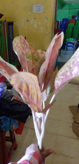 Aglonema Big Roy / Lulaiwan Ukuran Besar / Tananaman Hias Big Roy