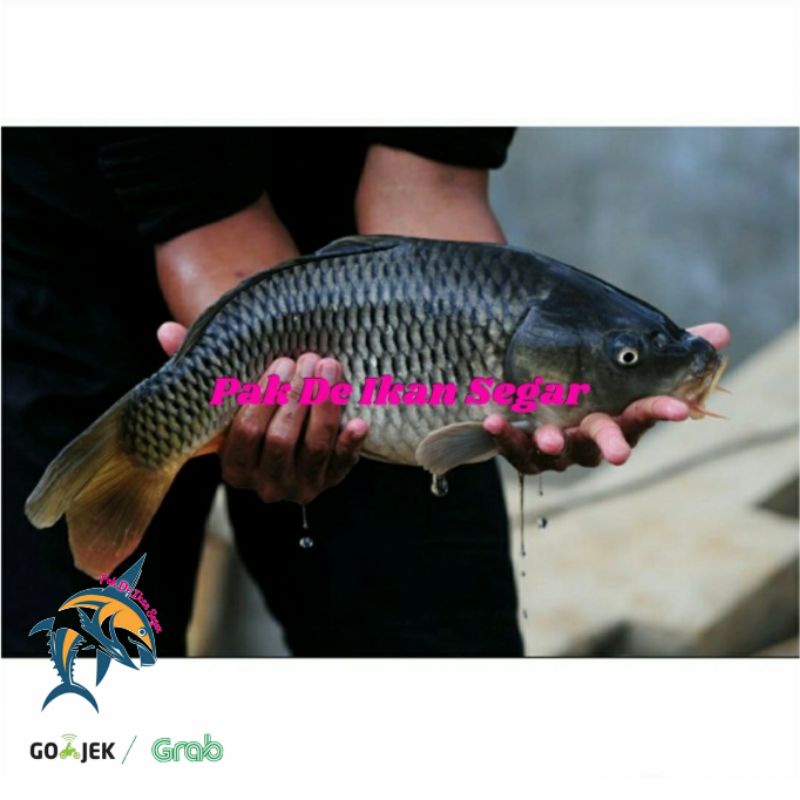 

Ikan Mas Segar. 1-5 ekor/kg.