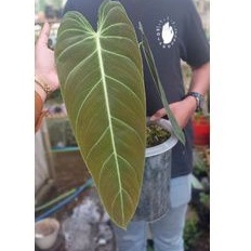 melano chrysum narrow form