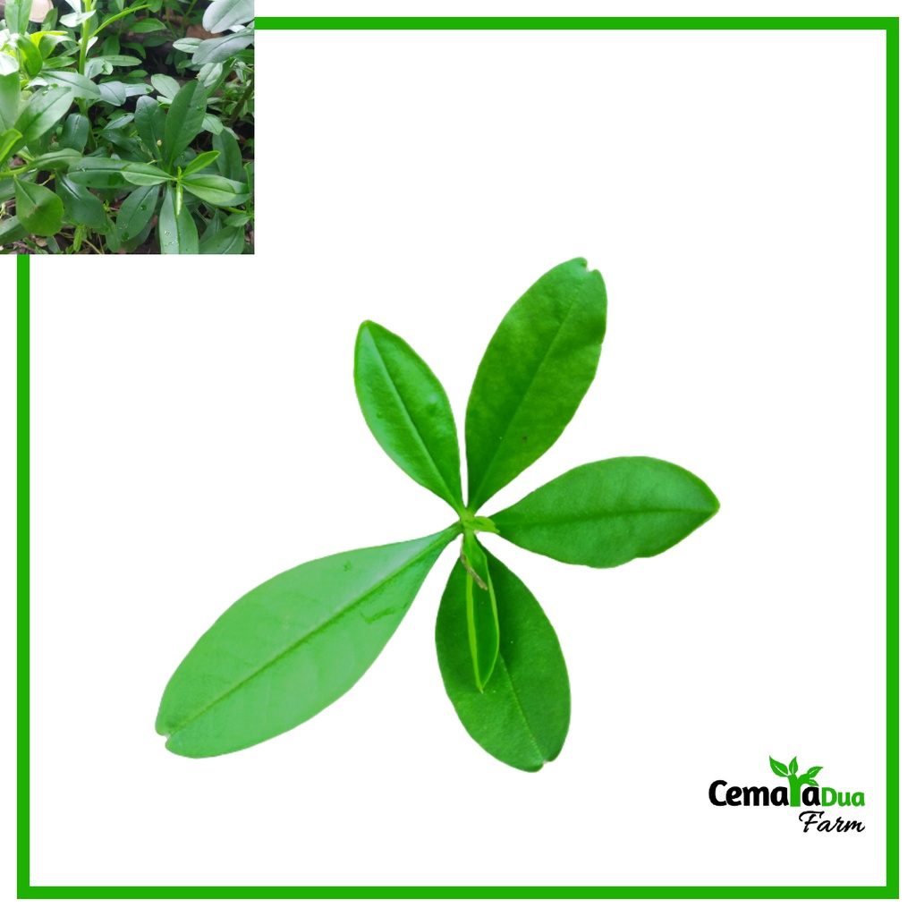 

Daun Ginseng Segar Herbal