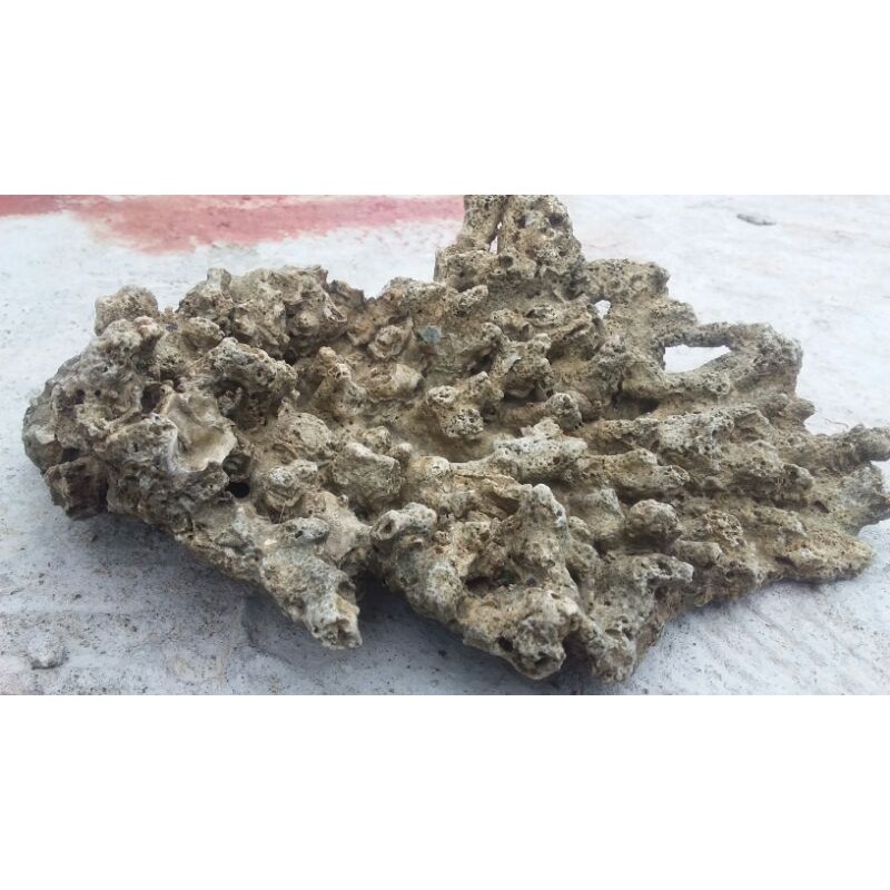 Batu karang Aquascape Aquarium