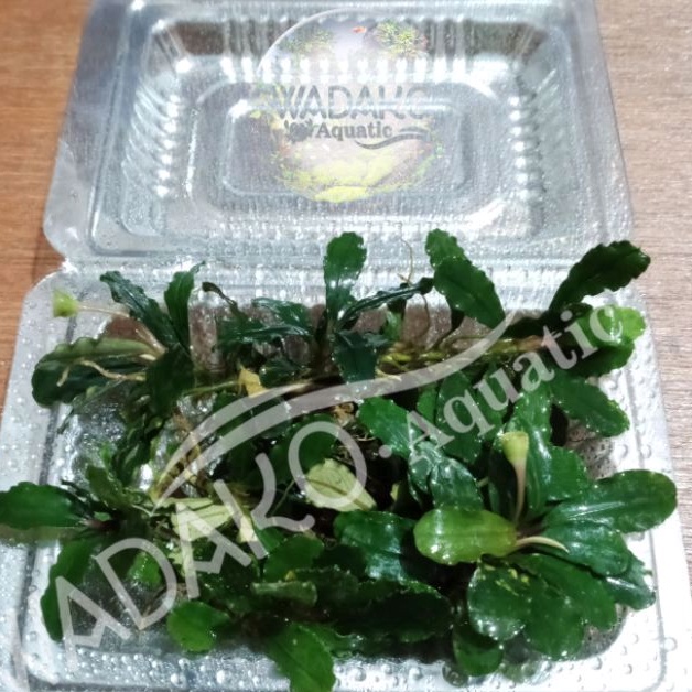 Bucephalandra medium BATANGAN PERMIKA AQUASCAPE