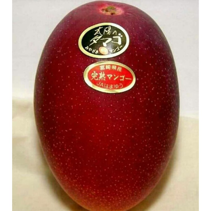 Bibit Mangga Miyazaki Golden Red Super Unggul Berkualitas