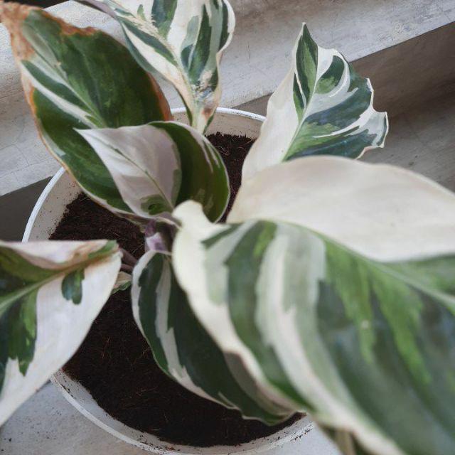 Tanaman Calathea White Fusion Multicolor