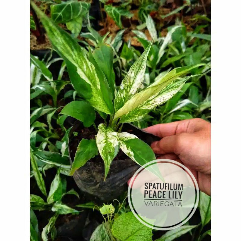 Tanaman Hias SepatuFilum Variegata (Baby)