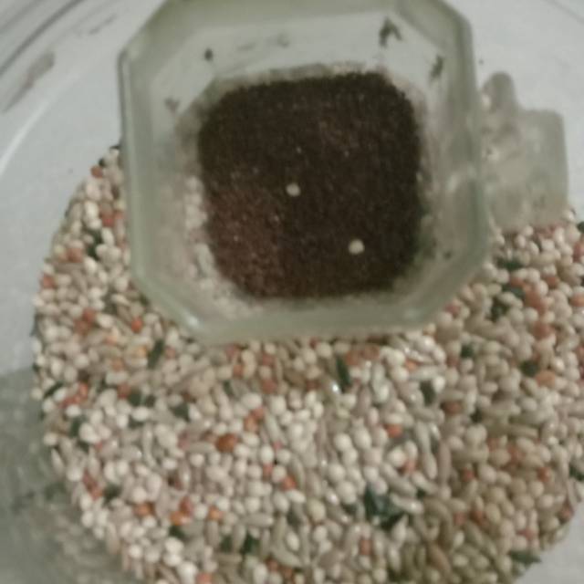 

PAKAN LOVE BIRD MANJUR RACIKAN