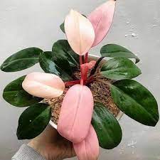 phillodendron pink congo dewasa - pink congo philo tanaman bergaransi