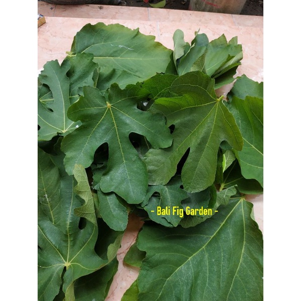 Daun Fresh Pohon Tin- Fig Leafs