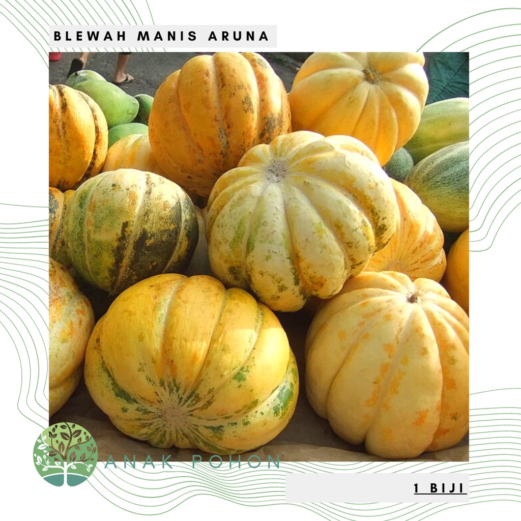 Benih Bibit Biji - Buah Blewah Unggul Bisma Manis &amp; Aroma Kuat Seeds - Panen Dalam 50 HST