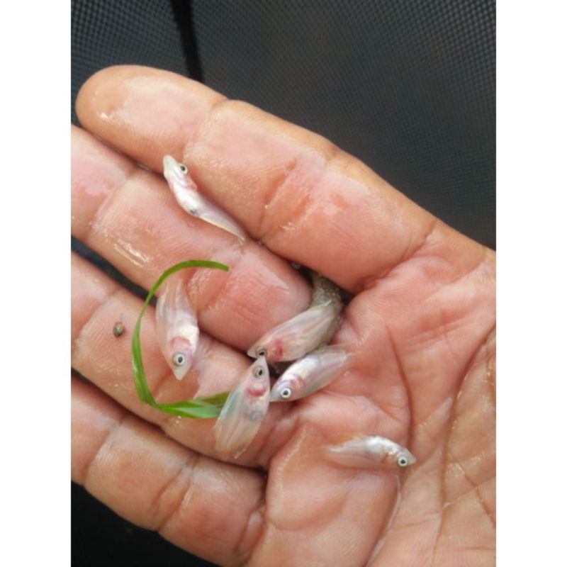 paket bibit gurame padang 100/150/200ekor size: nguaci