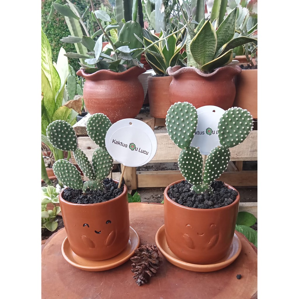 kaktus opuntia bulu putih kado unik hiasan dekorasi