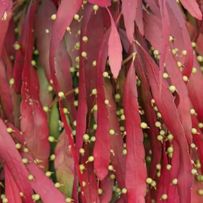 sale tanaman hias wijaya kusuma tasbih - bibit wijaya kusuma tasbih