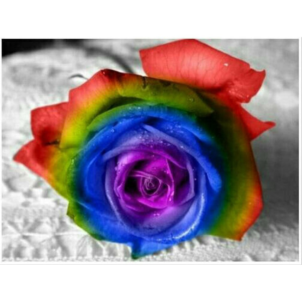 NEW Biji biji bunga mawar pelangi / rainbow rose import | SULTANFARMER1182