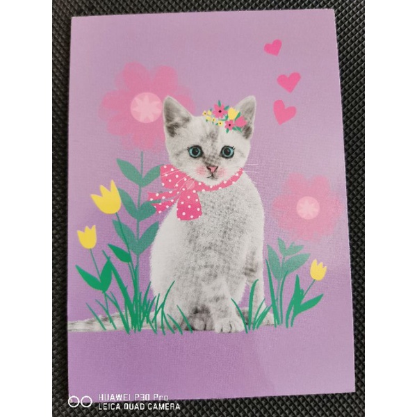 

kartu pos kucing/cat postcard