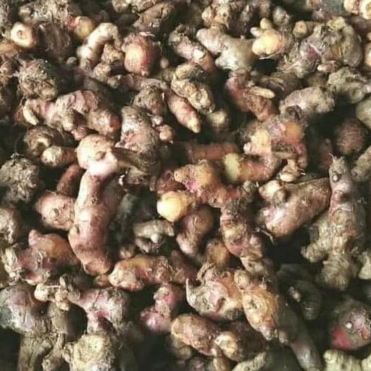 

TERLARIS Jahe Merah Fresh 1000gram/1kg Ukuran Kecil