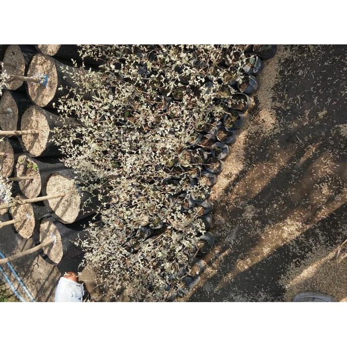 c5t jual bibit tanaman pohon ketapang kencana varigata putih bibit / biji