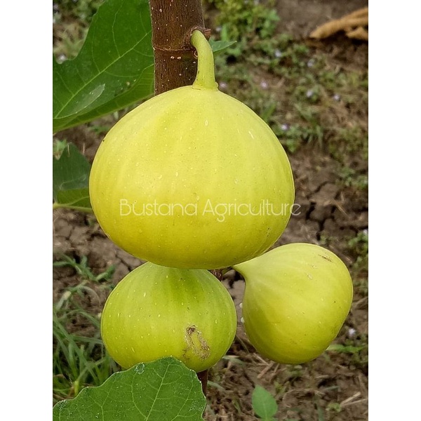 bibit buah tin kuning jumbo jenis jin ao fen