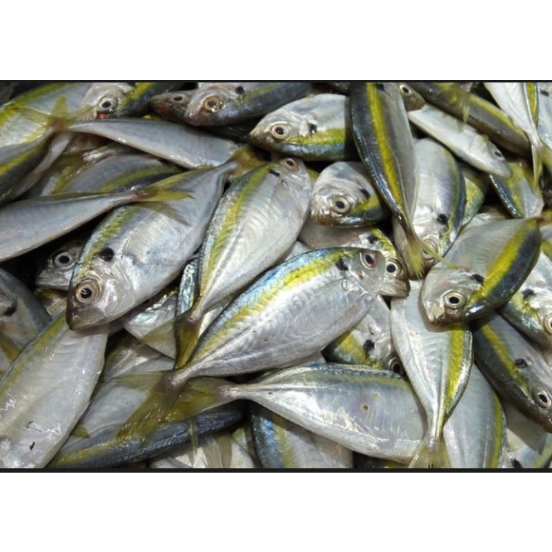 

ikan kembung