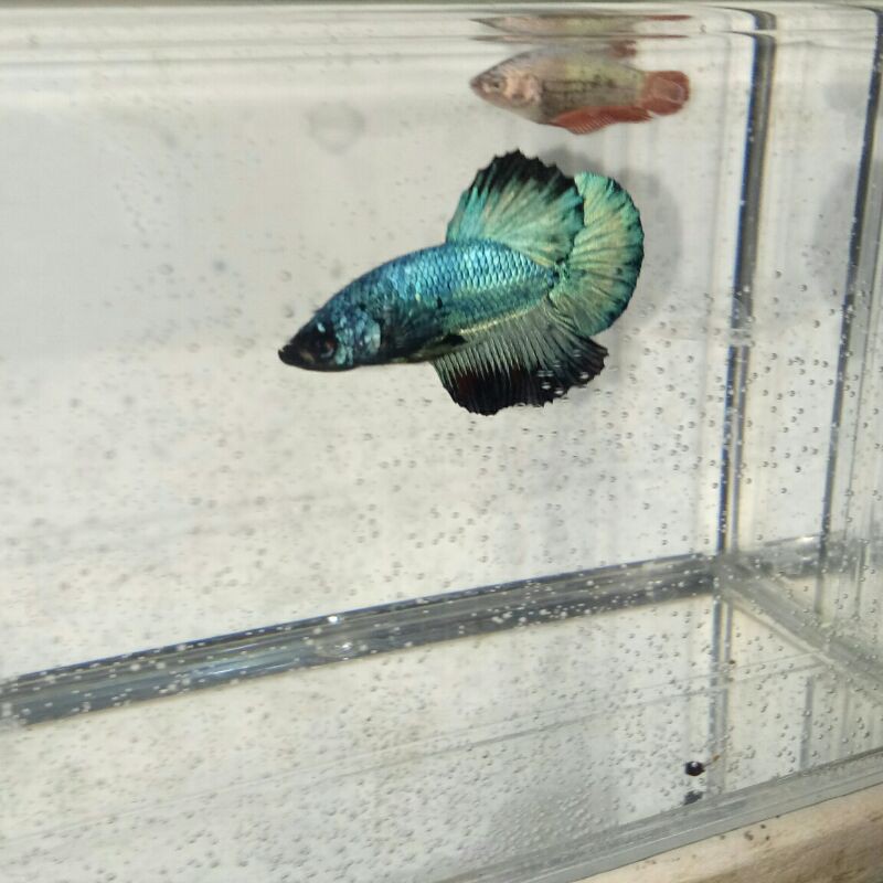 ikan cupang HMPK avatar green metalic top grade